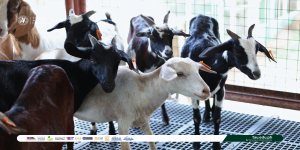 𝐍𝐞𝐰 𝐆𝐨𝐚𝐭𝐬 𝐚𝐭 𝐀𝐁𝐀𝐈 𝐂𝐞𝐧𝐭𝐞𝐫