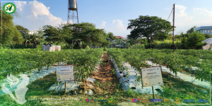 𝐂𝐀𝐏𝐓𝐔𝐑𝐄𝐃 𝐈𝐍 𝐋𝐄𝐍𝐒 | The Tarlac Agricultural University (TAU) - College of Agriculture and Forestry (CAF) proudly showcases rows of healthy diverse crops, organically grown by Bachelor of Science in Agriculture (BSA) students, 26 April.
