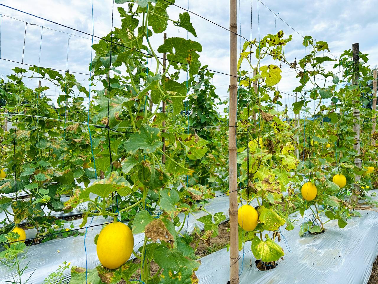 𝐒𝐏𝐎𝐓𝐋𝐈𝐆𝐇𝐓 | TAU DRD yields honeydews, demonstrates the significance of bio nano-fertilizers in agri production
